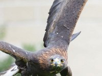 Steinadler 096